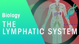 The Lymphatic System  Health  Biology  FuseSchool [upl. by Nnayhs]