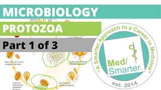 Protozoa  Microbiology  USMLE STEP 1  Part 1 of 3 [upl. by Isiahi]