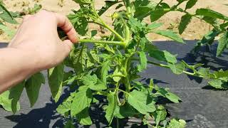 How to Prune Bush Type or Determinate Tomato Plants [upl. by Ellery]