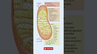 Mitochondria  The Powerhouse of the Cell science biology [upl. by Atileda977]