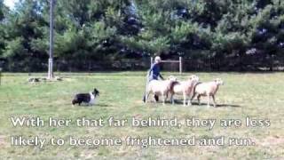 Scarlett the Sheltie Herding Sheep [upl. by Ettennod285]