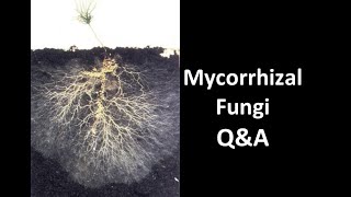 Do You Need to Buy or Gather Mycorrhizal Fungi [upl. by Nitsruk721]