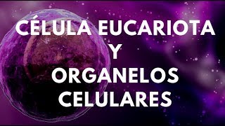 CÉLULA EUCARIOTA Y ORGANELOS CELULARES [upl. by Nolan]