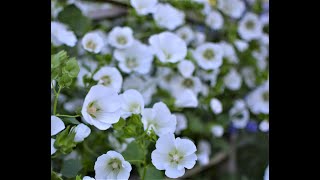 Malope trifida GrowALong [upl. by Binette]