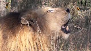 Incredible Sound Of A Male African Lion Roaring [upl. by Nonez]