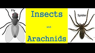 Insects and arachnids for kids  Differences And Similarities [upl. by Tobye586]