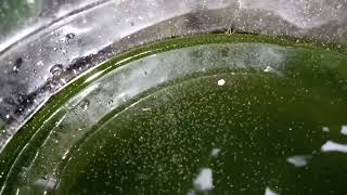 DAPHNIA MOINA CULTURE IN A SMALL BUCKET [upl. by Ongineb]