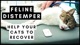 Feline Distemper Help your cats recover from this Virus [upl. by Chicky277]