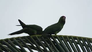 Crimsonfronted Parakeets Psittacara finschi [upl. by Loralyn]