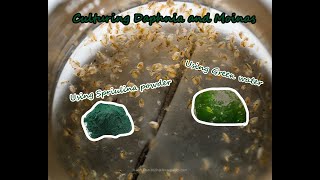 How To Culture Daphnia and Moinas using Green Water Spirulina powder [upl. by Lehcyar]