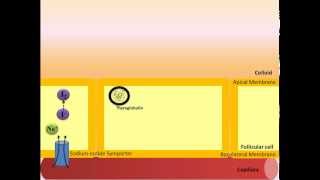 Thyroid Hormone Synthesis [upl. by Hafirahs]