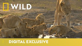 Lioness Sisterhood  Predator Bloodlines  National Geographic Wild UK [upl. by Aikan669]