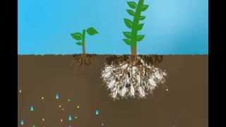 Mycorrhizae Helps Reduce Nutrient Run Off [upl. by Ttennej]