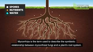 Mycorrhizal Fungi Animation [upl. by Bartie]