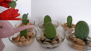 How to Propagate Cactus Leaf Cuttings in Water with Glass Bowl Opuntia Leucotricha Propagation [upl. by Mckay]