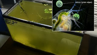 Raising Daphnia for the Freshwater Aquarium [upl. by Lindell]