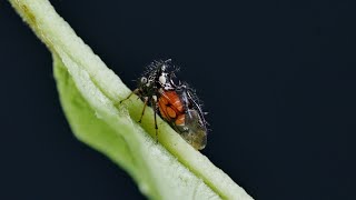 Cyphonia trifida treehopper family Membracidae [upl. by Earehs310]