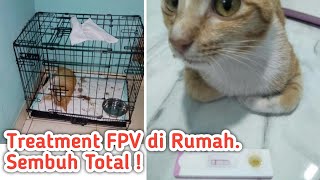 Merawat Kucing Panleukopenia FPV [upl. by Tarton520]