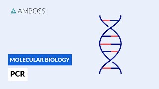 Polymerase Chain Reaction PCR DNA Amplification [upl. by Adnohsad716]