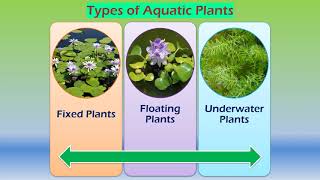 Adaptations in aquatic plants [upl. by Massey321]