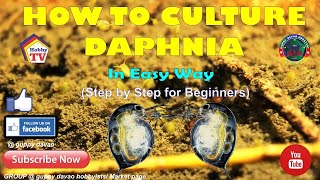 HOW TO CULTURE DAPHNIA In Easy Way [upl. by Mcwherter]