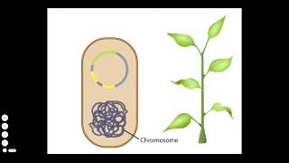 Introduction to Reporter Gene Assays [upl. by Childs172]