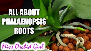 Understanding Phalaenopsis Orchid roots  All you should know [upl. by Alema]