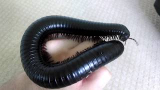 Pet Giant African Millipede [upl. by Idarb]