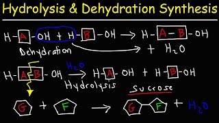 Hydrolysis and Dehydration Synthesis Reactions [upl. by Abeu]