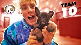 I ACTUALLY BOUGHT A PUPPY not clickbait [upl. by Conard]