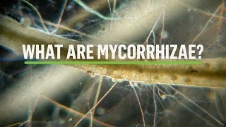 MYCORRHIZAE How does the symbiosis take place [upl. by Eesdnyl]